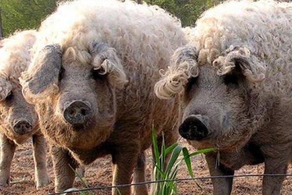 Ce este porcul somon, o delicatesa la mare cautare pentru mesele de Craciun ale romanilor